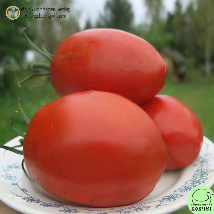 16. Королевский пингвин_1 2025г. Семена томата Королевский пингвин