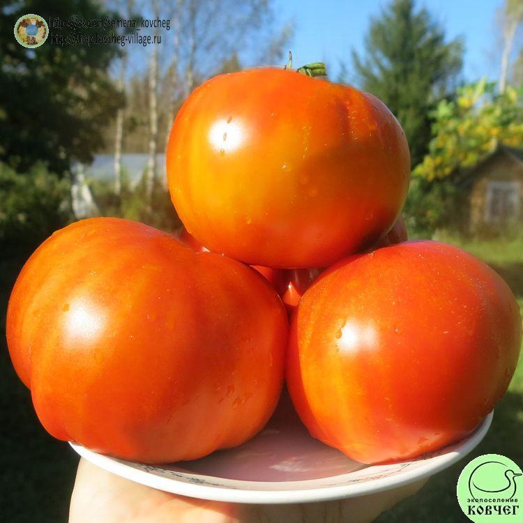 26. Полосатый синка_1 2025г. Семена томата Полосатый синка