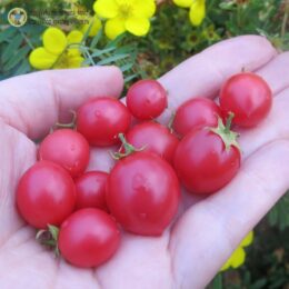 2025г. Семена томата ампельного Розовый жемчуг