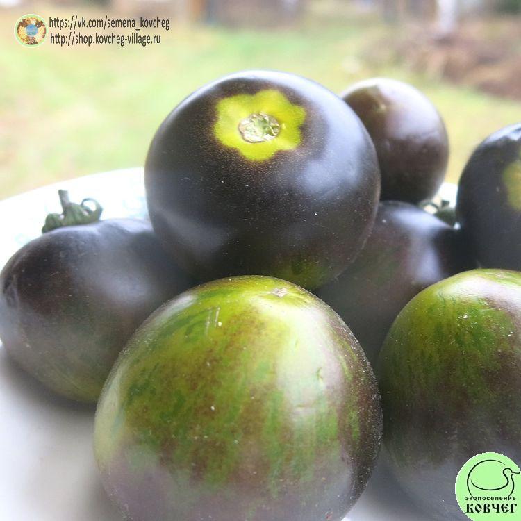 32. Сине-зелёная зебра (7)_1 2025г. Семена томата Сине-зелёная зебра