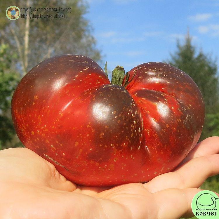 35. Тёмная галактика (9)_1 2025г. Семена томата Тёмная галактика