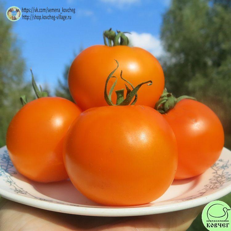38. Хурма (14)_1 2025г. Семена томата Хурма