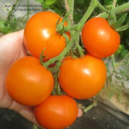 2025г. Семена томата Хурма