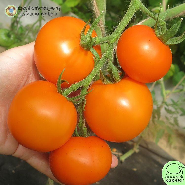 38. Хурма (8)_1 2025г. Семена томата Хурма