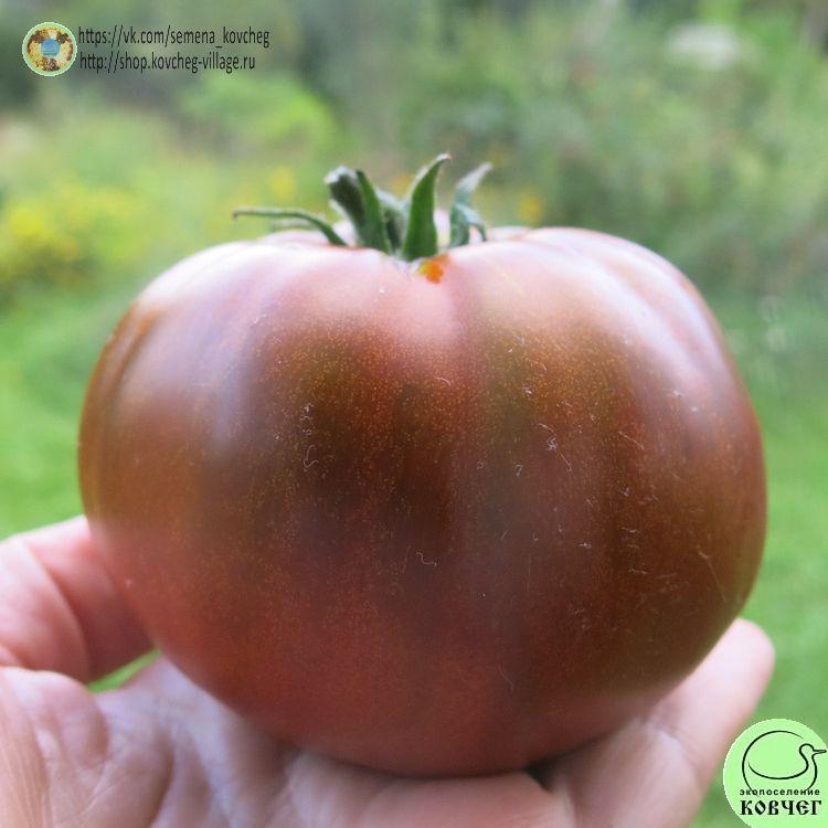 42. Чероки шоколад_1 2025г. Семена томата Чероки шоколад