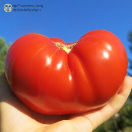 2025г. Семена томата Шапка Мономаха