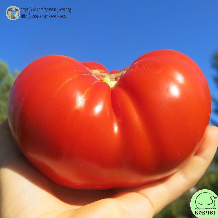 45. Шапка Мономаха (2)_1 2025г. Семена томата Шапка Мономаха