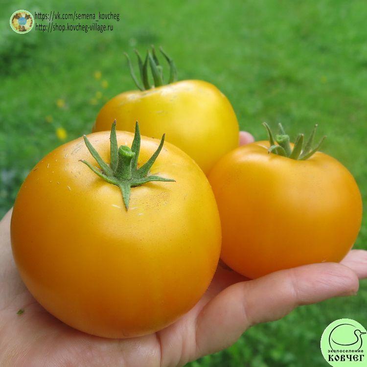 8. Золотистый 148 (6)_1 2025г. Семена томата Золотистый №148