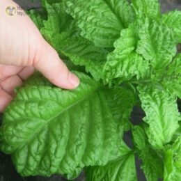 2025г. Семена базилика Бутербродный лист