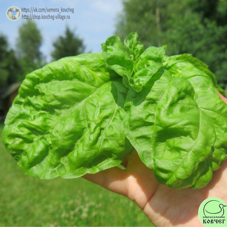 Зел Базилик Бутербродный лист (8)_1 2025г. Семена базилика Бутербродный лист