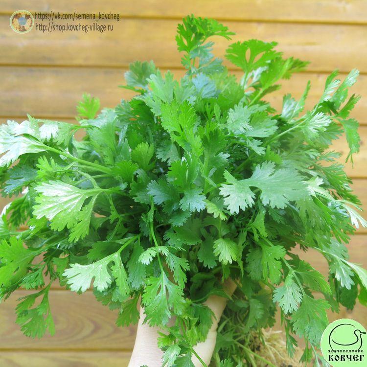 Зел Кориандр (3)_1 2025г. Семена кориандра Бородинский