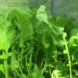 2025г. Семена руколы Колтивата