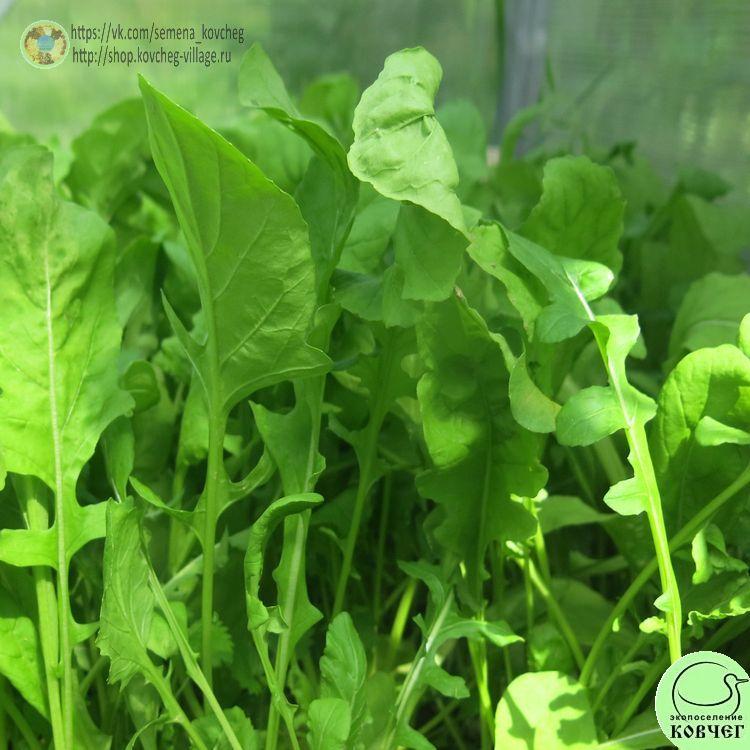 Зел Руккола Колтивата (Акрополь)_1 2025г. Семена руколы Колтивата