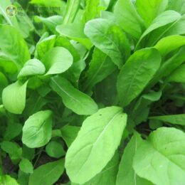 2025г. Семена руколы Итальянские страсти