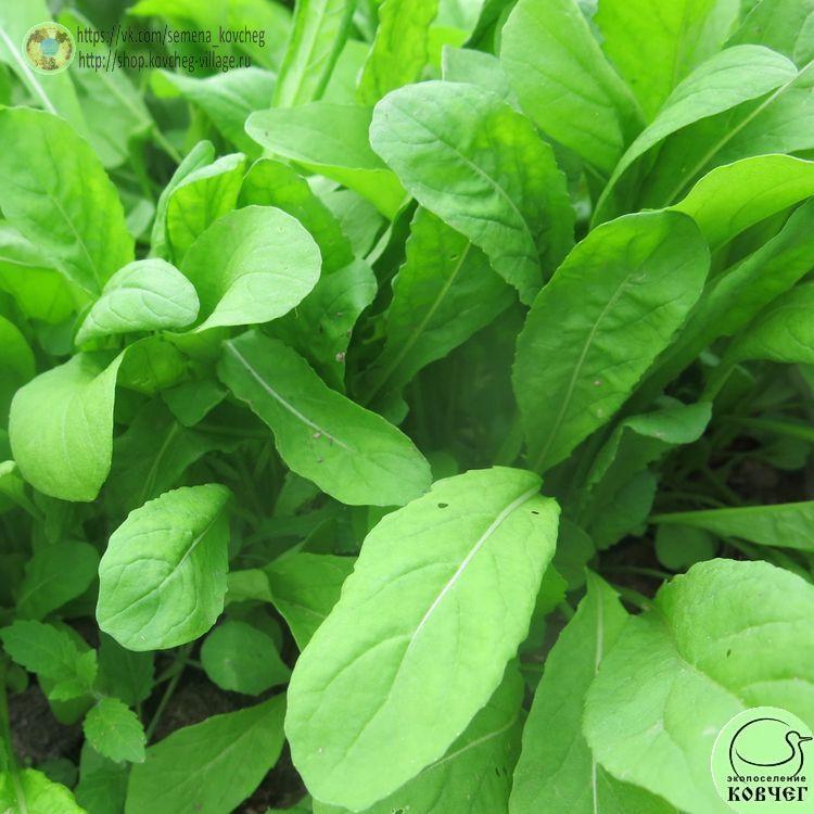 Зел Рукола Итальянские страсти (4)_1 2025г. Семена руколы Итальянские страсти