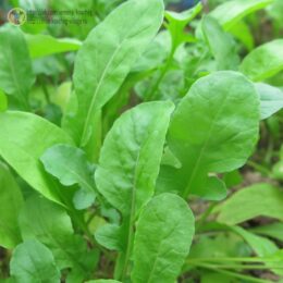 2025г. Семена руколы Эврика