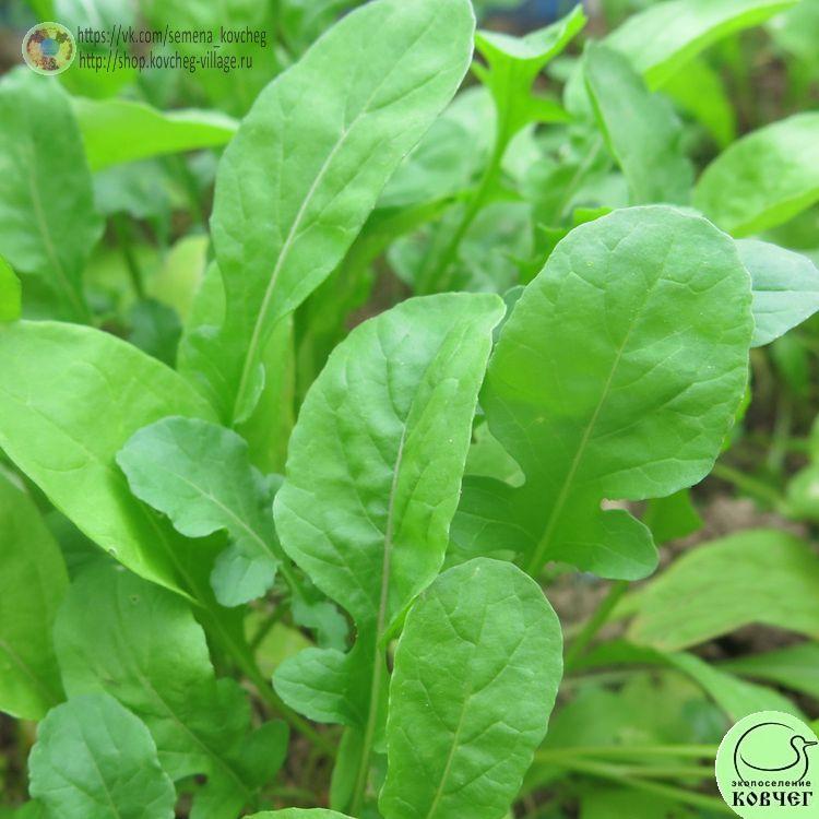 Индау Эврика (5)_1 2025г. Семена руколы Эврика