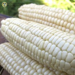 2025г. Семена кукурузы сахарной Белый гигант