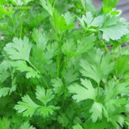 2025г. Семена петрушки Бутербродная