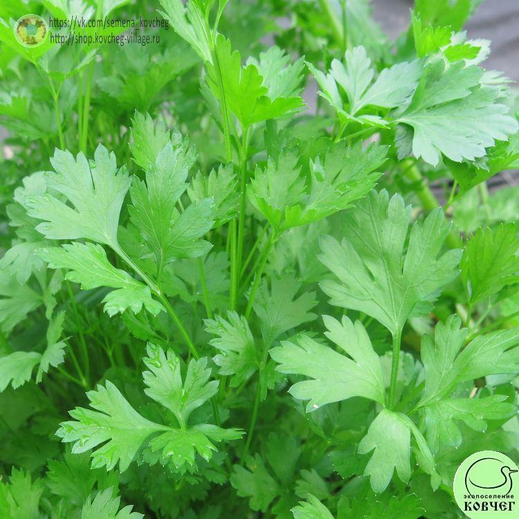 Петрушка Бутербродная (5)_1 2025г. Семена петрушки Бутербродная