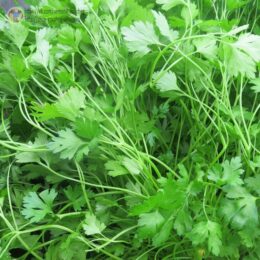2025г. Семена петрушки Первомайская