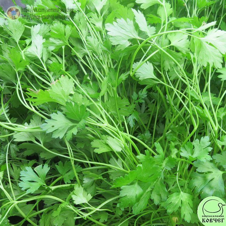 Петрушка Первомайская_1 2025г. Семена петрушки Первомайская