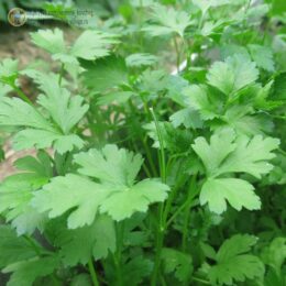 2025г. Семена петрушки Быстроотрастающая