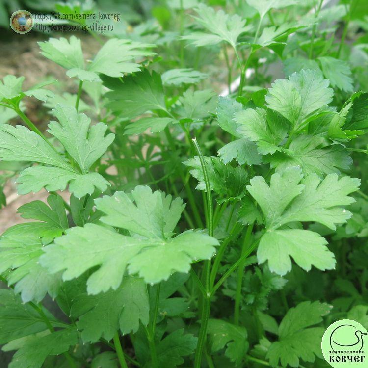 Петрушка корневая Быстроотрастающая (2)_1 2025г. Семена петрушки Быстроотрастающая