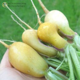 2023г. Семена редиса Золотой запас