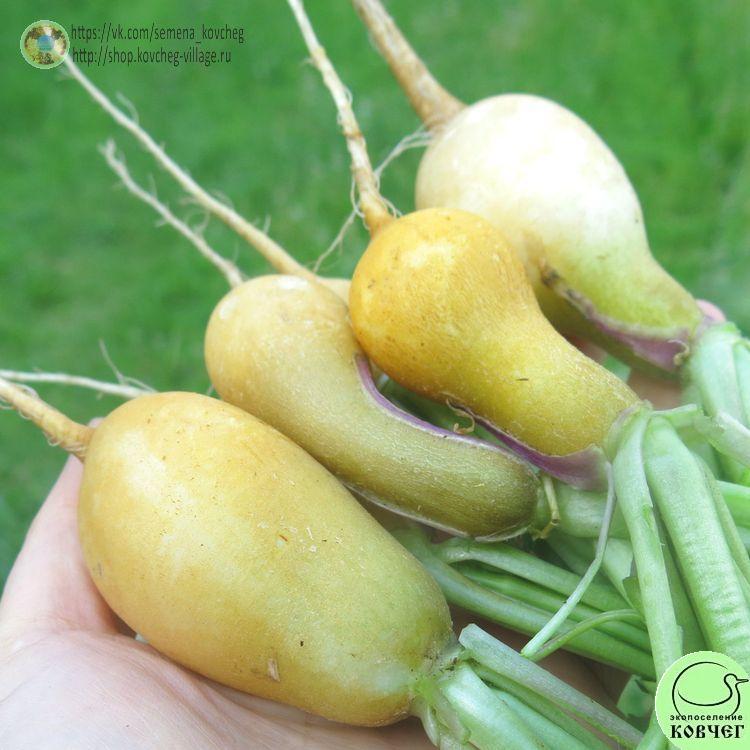 Редис Золотой запас (4)_1 2023г. Семена редиса Золотой запас