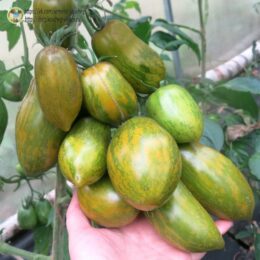 2025г. Семена томата Гном Дерзкая Машка