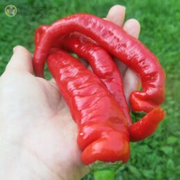 2025г. Семена перца сладкого Джимми Нарделло