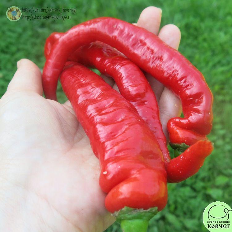 п13. Джимми Нарделло (4) 2025г. Семена перца сладкого Джимми Нарделло