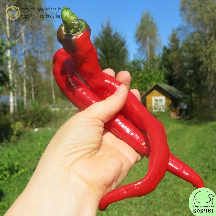 п13. Джимми Нарделло (9) 2025г. Семена перца сладкого Джимми Нарделло