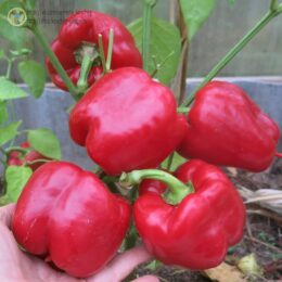 2025г. Семена перца сладкого Калифорнийское чудо