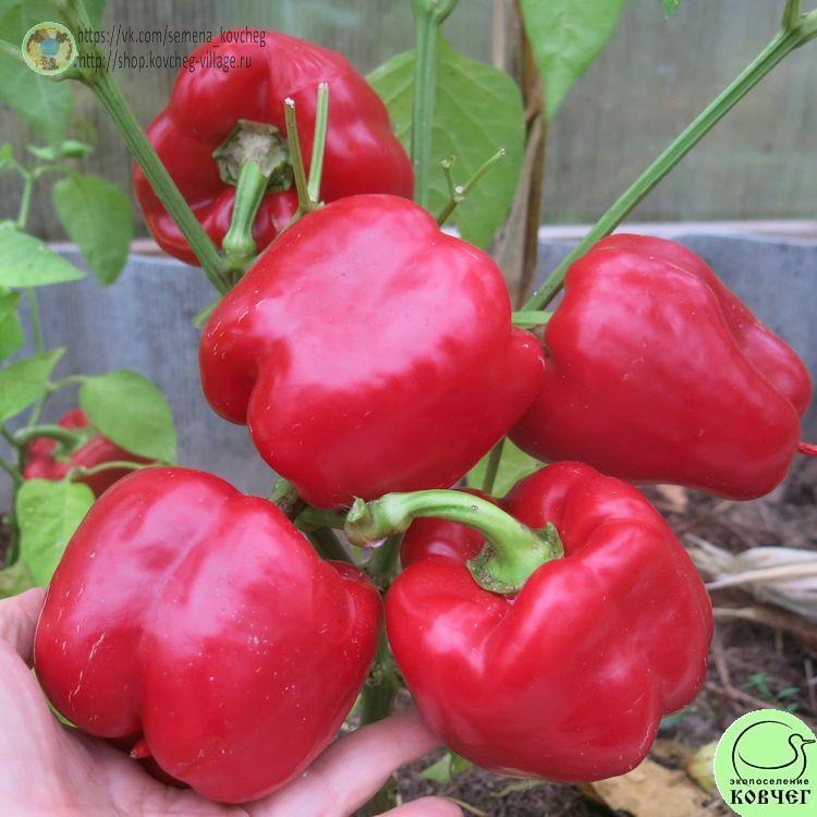 п17. Калифорнийское чудо (5) 2025г. Семена перца сладкого Калифорнийское чудо