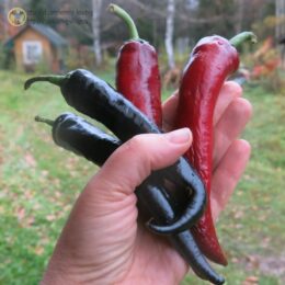 2025г. Семена перца сладкого Маркони пурпурный
