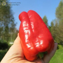 2025г. Семена перца сладкого Буффало