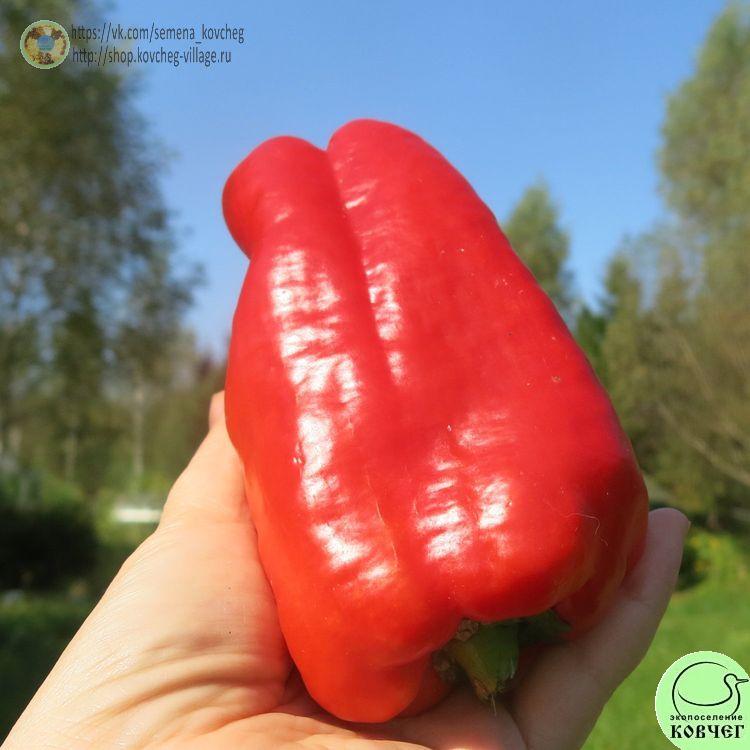 п3. Буффало (3) 2025г. Семена перца сладкого Буффало