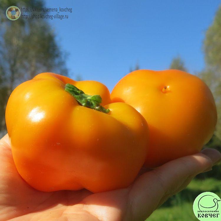 п32. Солнышко (4) 2025г. Семена перца сладкого Солнышко