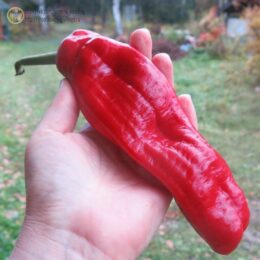 2025г. Семена перца сладкого Фигителли Сицилия