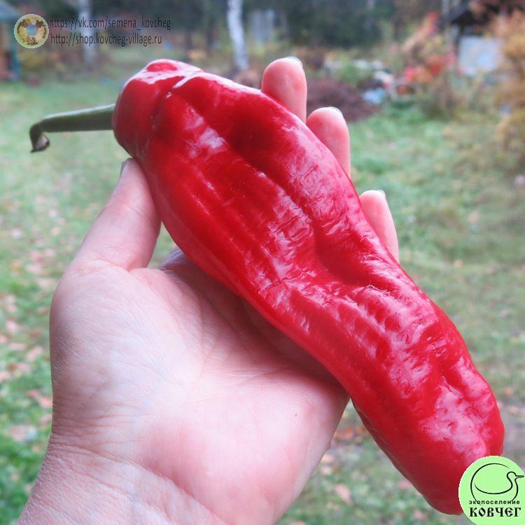 п34. Фигителли Сицилия 2025г. Семена перца сладкого Фигителли Сицилия