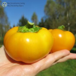 2025г. Семена перца сладкого Гогошарчики Савёлова жёлтые