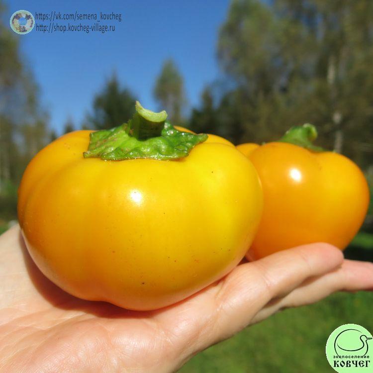 п9. Гогошарчики Савёлова жёлтые (2) 2025г. Семена перца сладкого Гогошарчики Савёлова жёлтые