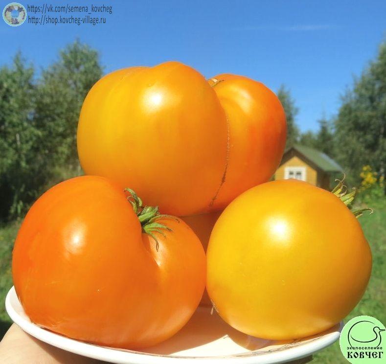 31. Самохвал (4)_1 2020г. Семена томата Самохвал