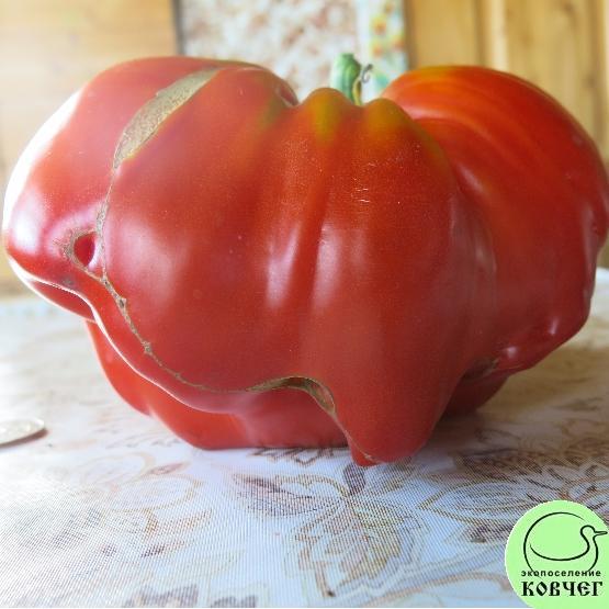 Гигант Провензано 2 2024г. Семена томата Гигант Провензано