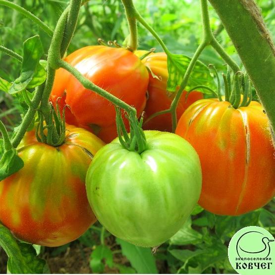 Гигант Провензано 3 2024г. Семена томата Гигант Провензано