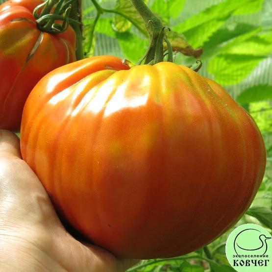 Гигант Провензано 2024г. Семена томата Гигант Провензано