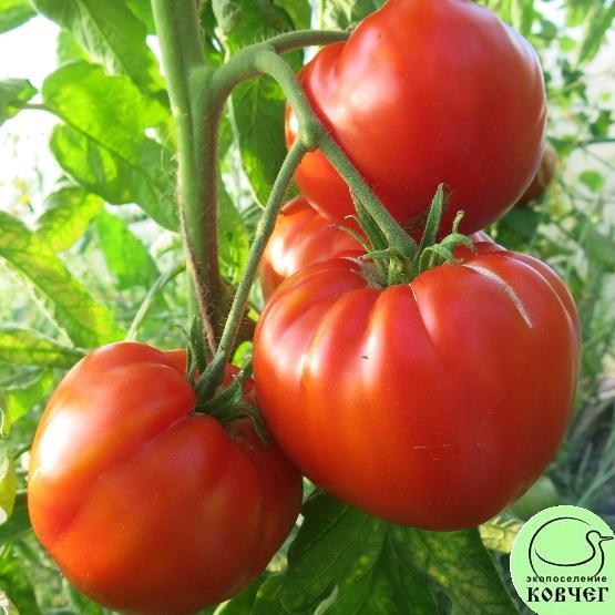 Гигантисика2 2024г. Семена томата Гигантисика