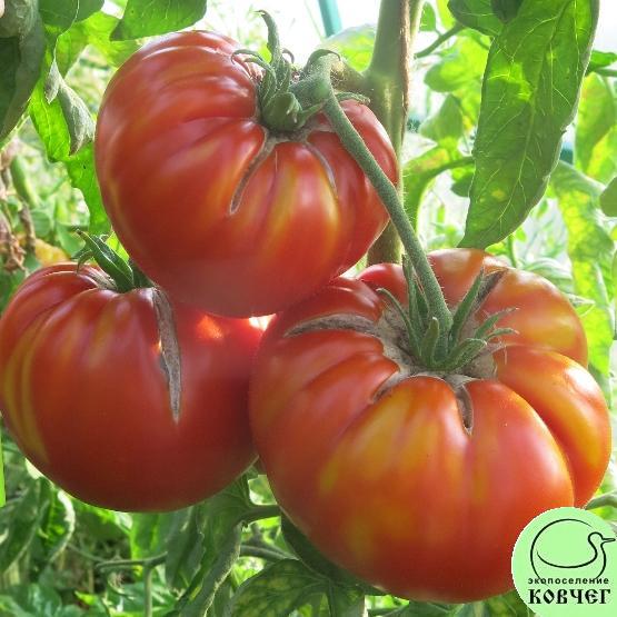 Гигантисика3 2024г. Семена томата Гигантисика